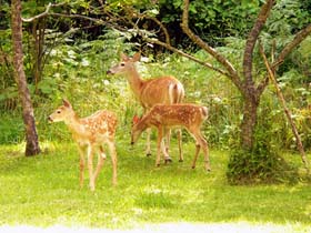 Whitetail_Deer_Family